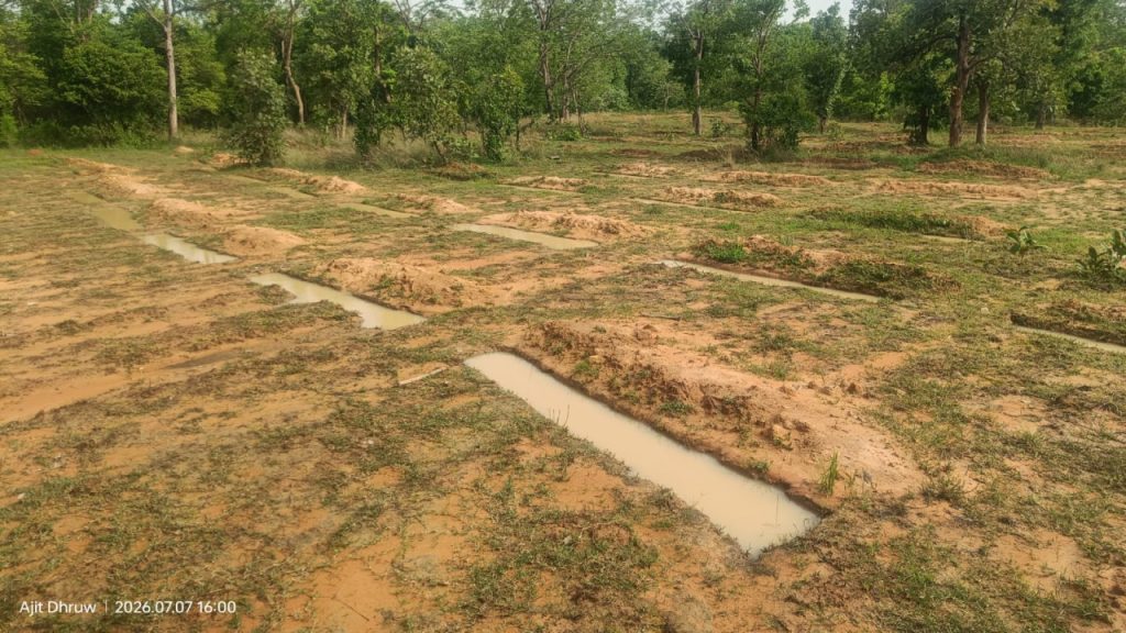 CG News: मानसून आते ही जंगलों में तेज हुआ मिशन ग्रीन, वन विभाग की बड़ी तैयारी