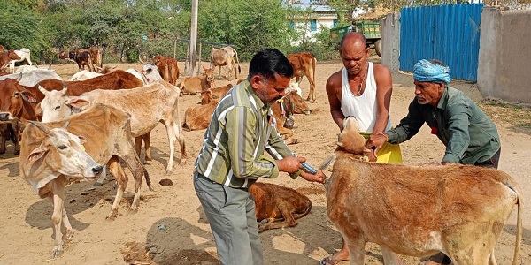 मुख्यमंत्री साय की पहल से मुंगेली में पशुपालन की बदली तस्वीर, हजारों पशुपालकों को मिला बड़ा फायदा