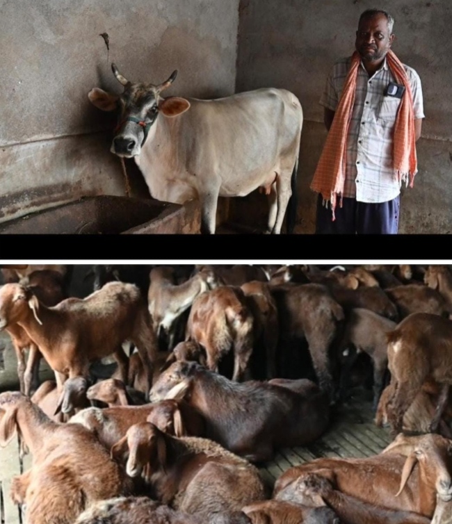 भेड़ और गाय पालन बना स्वरोजगार का सहारा, विद्याधर यादव की मेहनत से परिवार हुआ आत्मनिर्भर