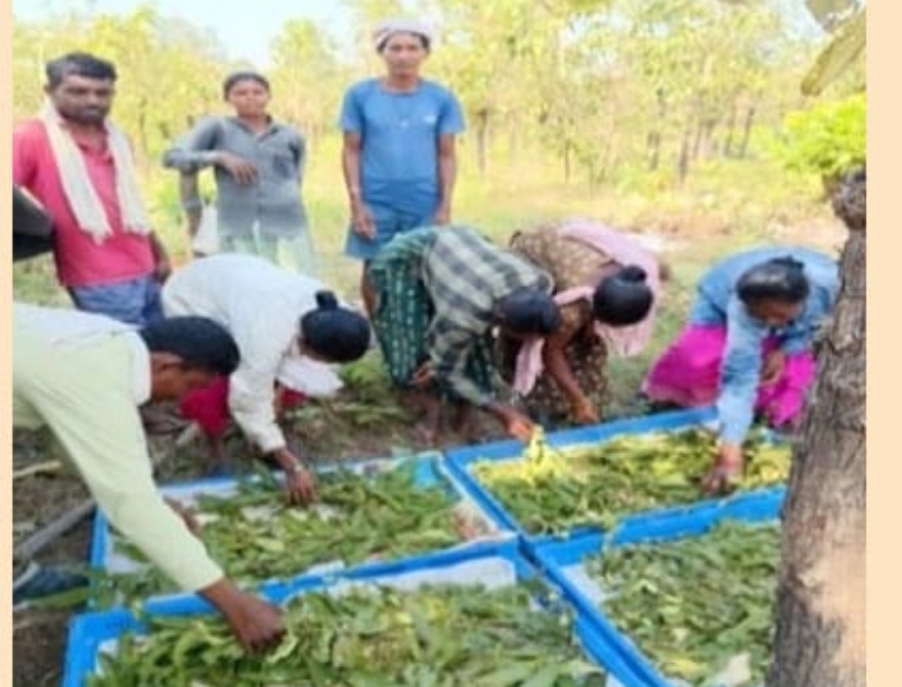Chhattisgarh News: बीजापुर में 13 तसर पालकों को मिले 3,700 स्वस्थ डिम्ब समूह, सरकार ने दी ₹51,800 की सब्सिडी